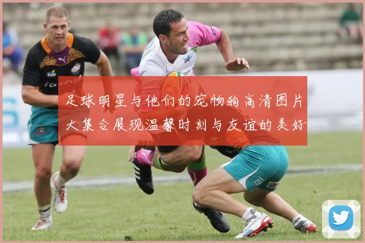 足球明星与他们的宠物狗高清图片大集合展现温馨时刻与友谊的美好瞬间